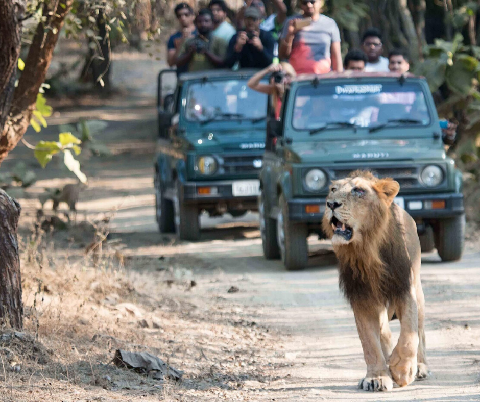 Parcs nationaux, Safaris et Tigres en Inde